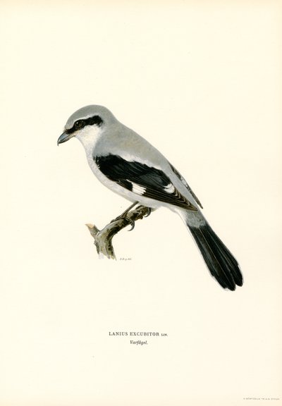 Northern Shrike (színes litó) alkotó: Magnus Ferdinand and Wilhelm von Wright