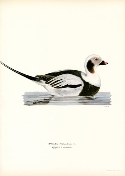 Oldsquaw Duck (színes litho) alkotó: Magnus Ferdinand and Wilhelm von Wright