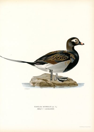 Oldsquaw Duck (színes litho) alkotó: Magnus Ferdinand and Wilhelm von Wright