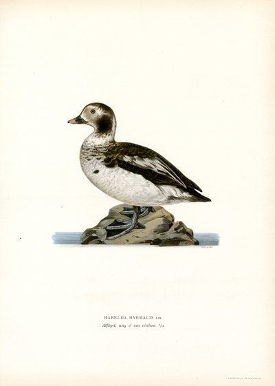 Oldsquaw Duck (színes litho) alkotó: Magnus Ferdinand and Wilhelm von Wright