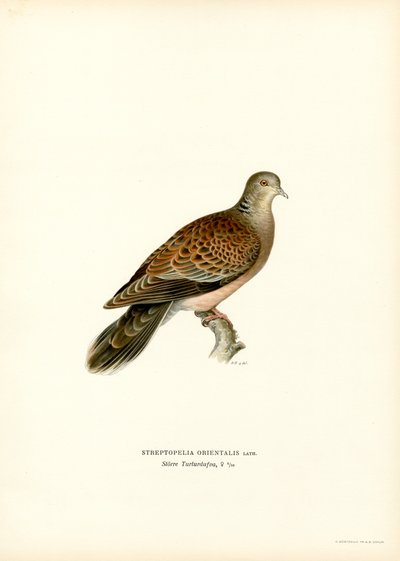 Oriental Turtle Dove (colour litho)   1412968   hu       hungarian Successfully Translated  Original: Carnaval Translat: Carnaval 1293033 hu hungarian Successfully Translated Original: Egyptische hoogwaardigheidsbekleder legt een bezoek af Translat: Egypti alkotó: Magnus Ferdinand and Wilhelm von Wright