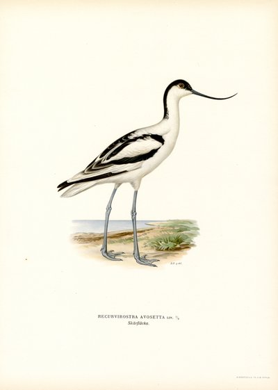 Pied Avocet (színes litó) alkotó: Magnus Ferdinand and Wilhelm von Wright