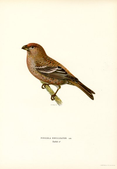 Pine Bullfinch (színes litho) alkotó: Magnus Ferdinand and Wilhelm von Wright