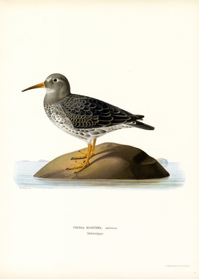 Purple Sandpiper (színes litho) alkotó: Magnus Ferdinand and Wilhelm von Wright