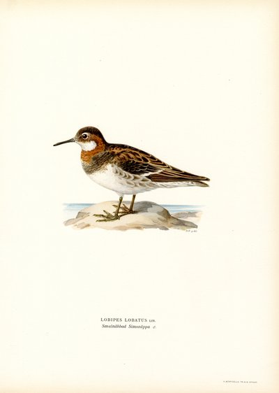 Vörös nyakú phalarope (színes litó) alkotó: Magnus Ferdinand and Wilhelm von Wright