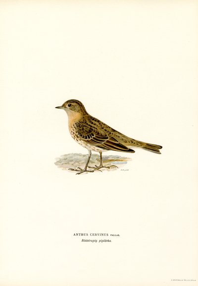 Vöröstorkú pipit (színes litó) alkotó: Magnus Ferdinand and Wilhelm von Wright