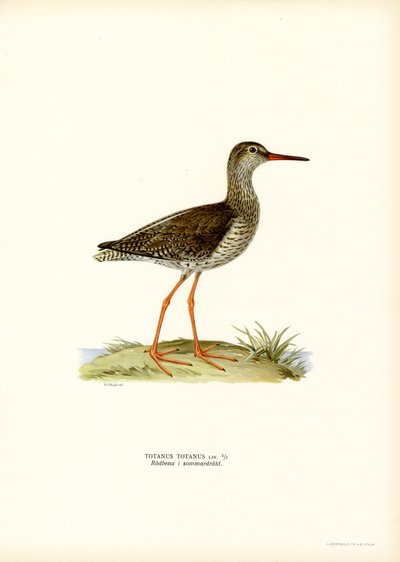 Redshank (színes litho) alkotó: Magnus Ferdinand and Wilhelm von Wright