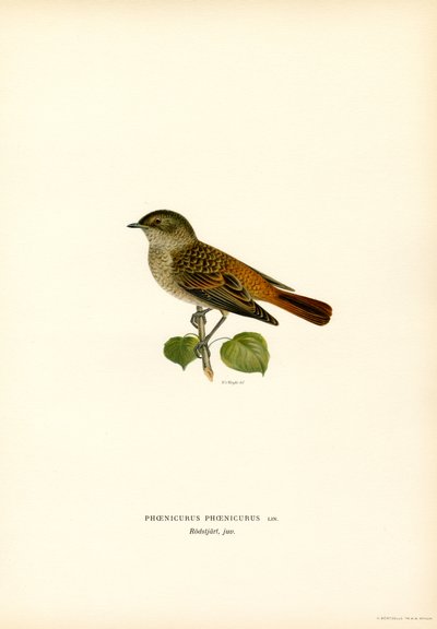 Redstart (színes litho) alkotó: Magnus Ferdinand and Wilhelm von Wright