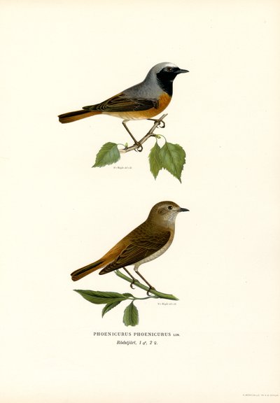 Redstart (színes litho) alkotó: Magnus Ferdinand and Wilhelm von Wright