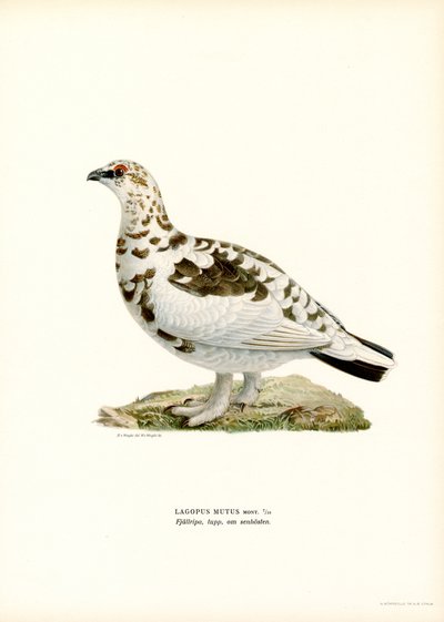 Rock Ptarmigan (színes litó) alkotó: Magnus Ferdinand and Wilhelm von Wright