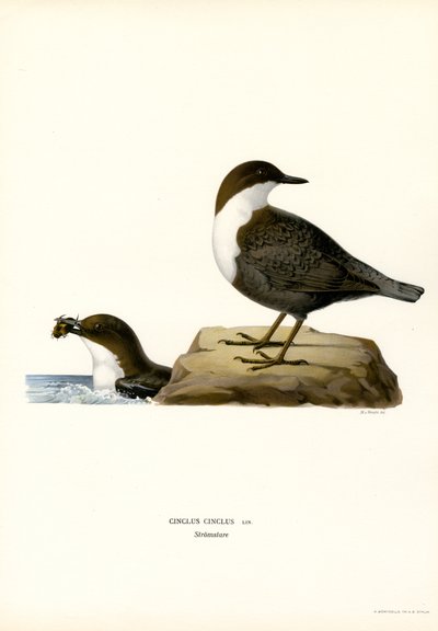 Water Ouzel (színes lito) alkotó: Magnus Ferdinand and Wilhelm von Wright