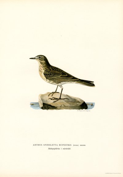 Water Pipit (színes litho) alkotó: Magnus Ferdinand and Wilhelm von Wright