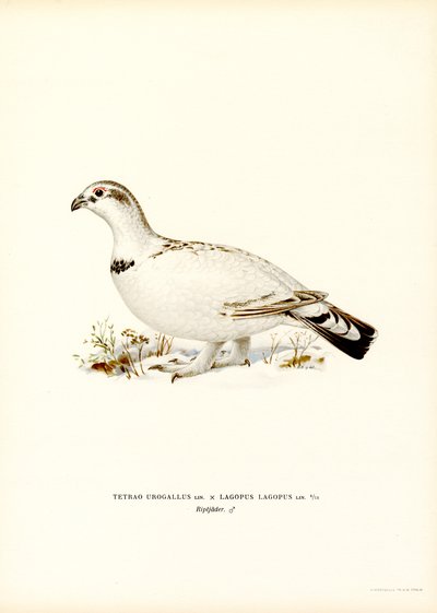Western Capercaillie x Willow Ptarmigan (színes litho) alkotó: Magnus Ferdinand and Wilhelm von Wright