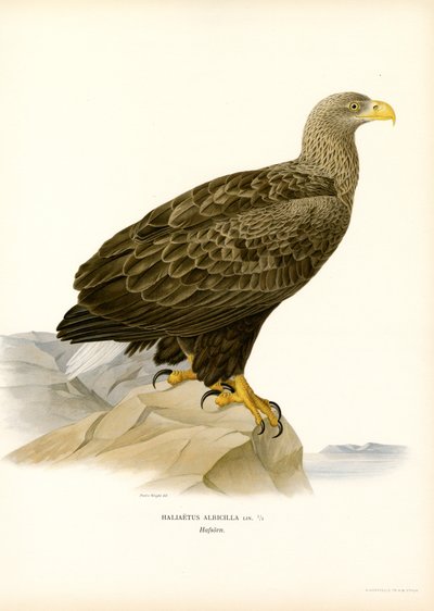 Fehérfarkú sas (színes litho) alkotó: Magnus Ferdinand and Wilhelm von Wright