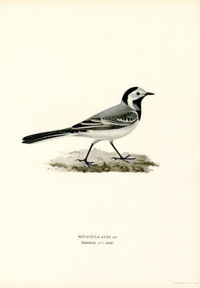 White Wagtail (színes litho) alkotó: Magnus Ferdinand and Wilhelm von Wright