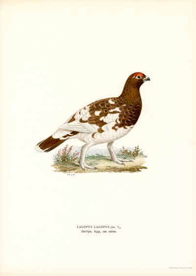 Willow Ptarmigan (színes litó) alkotó: Magnus Ferdinand and Wilhelm von Wright
