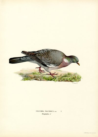 Erdei galamb (színes litho) alkotó: Magnus Ferdinand and Wilhelm von Wright