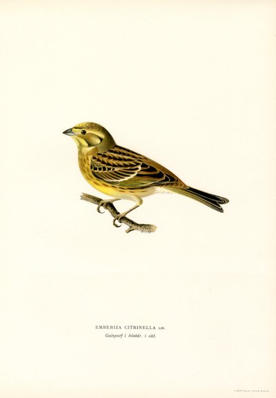 Yellowhammer (Emberiza citrinella) (színes litho) alkotó: Magnus Ferdinand and Wilhelm von Wright