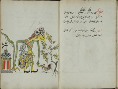 Kurkuma Java, MS 41 p. 42, 21. kép, 1830 alkotó: Malay Malay