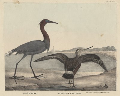 Kék daru, Hudsonian Godwit, Childs és Inman litográfiája, J. és T. Doughty "The Cabinet of Natural History and American Rural Sports" című művéből, 1832. alkotó: Mannevillette Elihu Dearing Brown