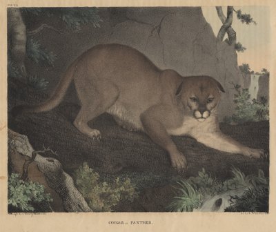 Puma vagy párduc, J.T. Doughty "From Cabinet of Natural History and American Rural Sports" című művéből, 1832. alkotó: Mannevillette Elihu Dearing Brown