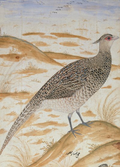 Himalájai vidám fácán, Jahangir-korszak, Mogul, 1620 körül (akvarell) alkotó: Mansur