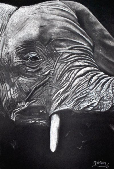 Fenséges elefántportré alkotó: Marchelle de Kock