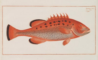 Németország halainak általános természetrajza, 1782-1793. alkotó: Marcus Élieser Bloch