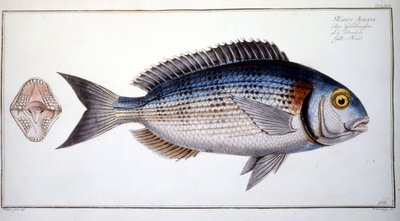 Természettudományi tábla: Marc Elieser Bloch Ichtyologie keszeg Párizs - Berlin - London 1787. alkotó: Marcus Élieser Bloch