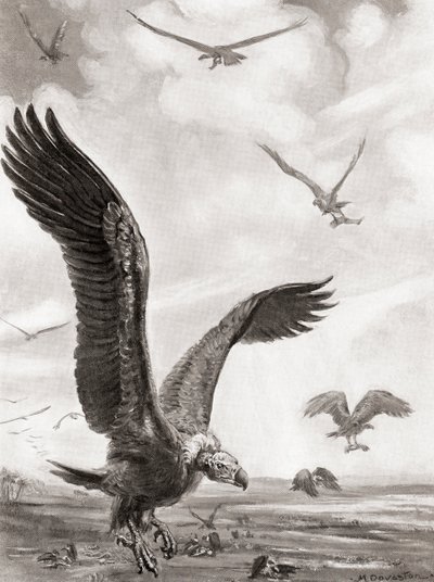 Keselyűk, amint a csatában megöltek végtagjait hordják le, Hutchinson