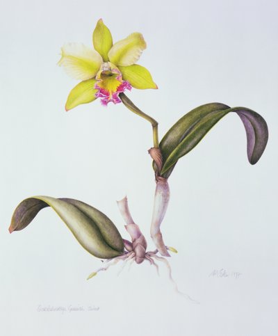 Brassolaeliocattleya Greenwich, Elmhurst (akvarell papíron) alkotó: Margaret Ann Eden