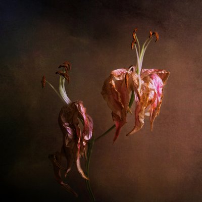 Elegáns, elhervadt liliomok alkotó: Margaret Halaby