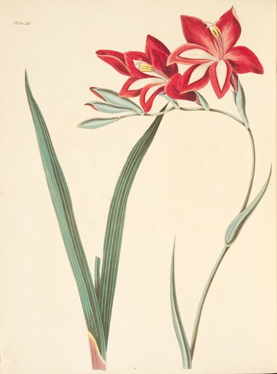 Kiváló kukoricazászló, az évszakok virágillusztrációiból, pub. 1829 (kézzel színezett metszet) alkotó: Margaret Roscoe