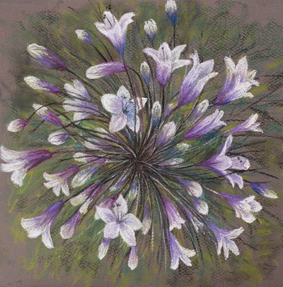 Agapanthus alkotó: Margo Starkey