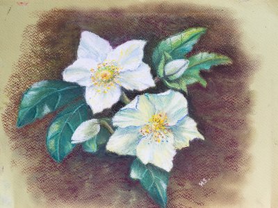 Helleborus, 2020 (pasztell) alkotó: Margo Starkey