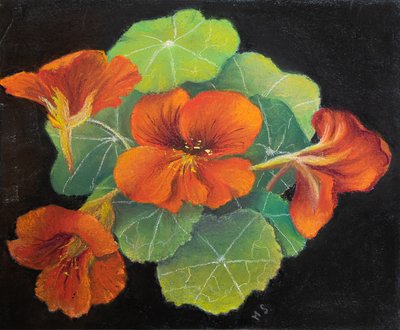 Nasturtiums, 2020 (pasztell) alkotó: Margo Starkey