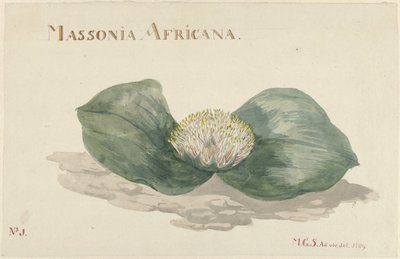 Bloem Massonia Africana MASSONIA AFRICANA (cím a tárgyon) alkotó: Maria Geertruida Barbiers Snabilié