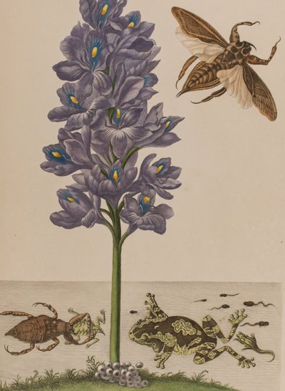 Illusztráció: „Metamorphosis insectorum Surinamensium. Ofte Change of Surinamese Insects”, 1705-ben megjelent (színes metszet) alkotó: Maria Sibylla Graff (after) Merian