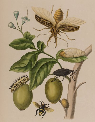 Illusztráció a "Metamorphosis insectorum Surinamensium. Ofte Verandering der Surinaamsche Insecten", megjelent 1705-ben (színes metszet). alkotó: Maria Sibylla Graff (after) Merian