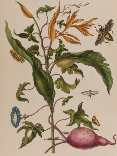 Illusztráció: „Metamorphosis insectorum Surinamensium. Ofte Change of Surinamese Insects”, 1705-ben megjelent (színes metszet) alkotó: Maria Sibylla Graff (after) Merian