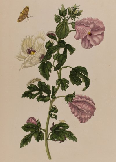 Illusztráció: „Metamorphosis insectorum Surinamensium. Ofte Change of Surinamese Insects”, 1705-ben megjelent (színes metszet) alkotó: Maria Sibylla Graff (after) Merian