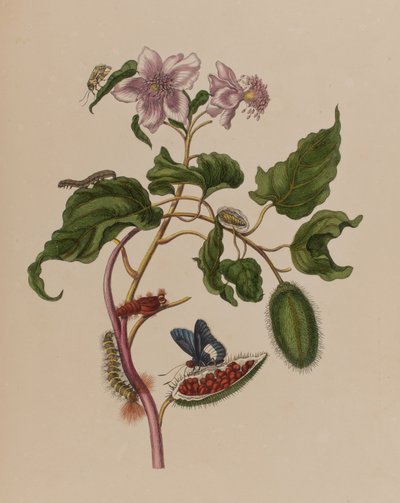 Illusztráció: „Metamorphosis insectorum Surinamensium. Ofte Change of Surinamese Insects”, 1705-ben megjelent (színes metszet) alkotó: Maria Sibylla Graff (after) Merian