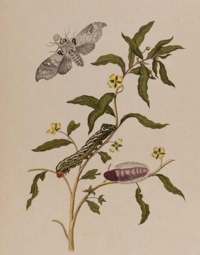 Illusztráció: „Metamorphosis insectorum Surinamensium. Ofte Change of Surinamese Insects”, 1705-ben megjelent (színes metszet) alkotó: Maria Sibylla Graff (after) Merian
