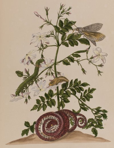 Illusztráció: „Metamorphosis insectorum Surinamensium. Ofte Change of Surinamese Insects”, 1705-ben megjelent (színes metszet) alkotó: Maria Sibylla Graff (after) Merian