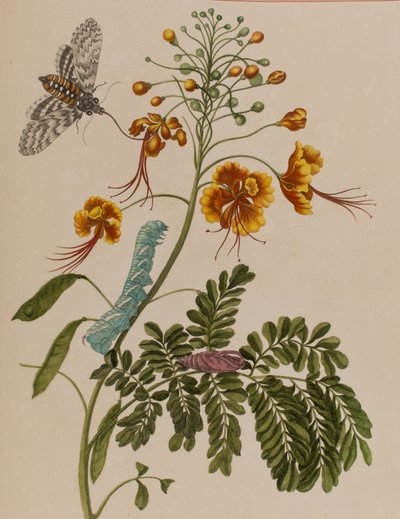 Illusztráció: „Metamorphosis insectorum Surinamensium. Ofte Change of Surinamese Insects”, 1705-ben megjelent (színes metszet) alkotó: Maria Sibylla Graff (after) Merian