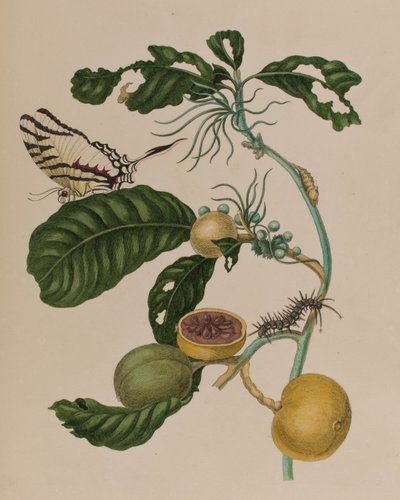 Illusztráció: „Metamorphosis insectorum Surinamensium. Ofte Change of Surinamese Insects”, 1705-ben megjelent (színes metszet) alkotó: Maria Sibylla Graff (after) Merian