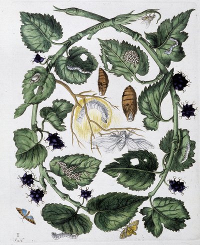 Pillangók és krizáli - dess. szerző: Maria Sibylla Merian, n.d., kb. 18. század vége alkotó: Maria Sibylla Merian