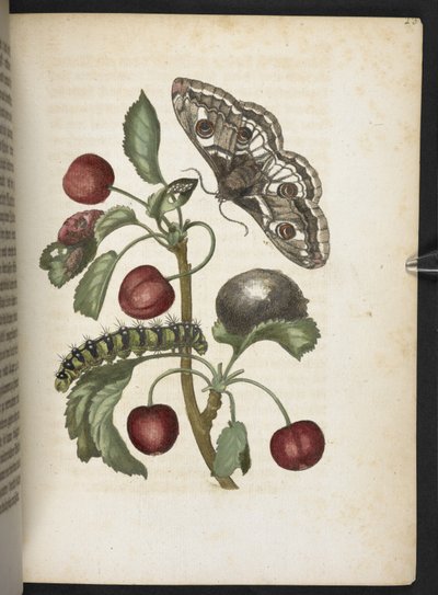 "A hernyók csodálatos metamorfózisa és a furcsa virágeledel..." alkotó: Maria Sibylla Merian