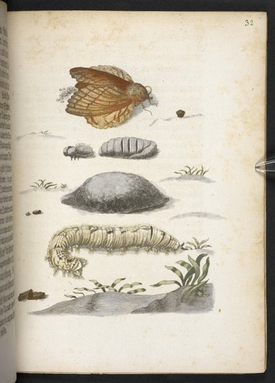 "A hernyók csodálatos metamorfózisa és a furcsa virágeledel..." alkotó: Maria Sibylla Merian
