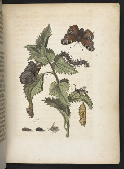 "A hernyók csodálatos metamorfózisa és a furcsa virágeledel..." alkotó: Maria Sibylla Merian